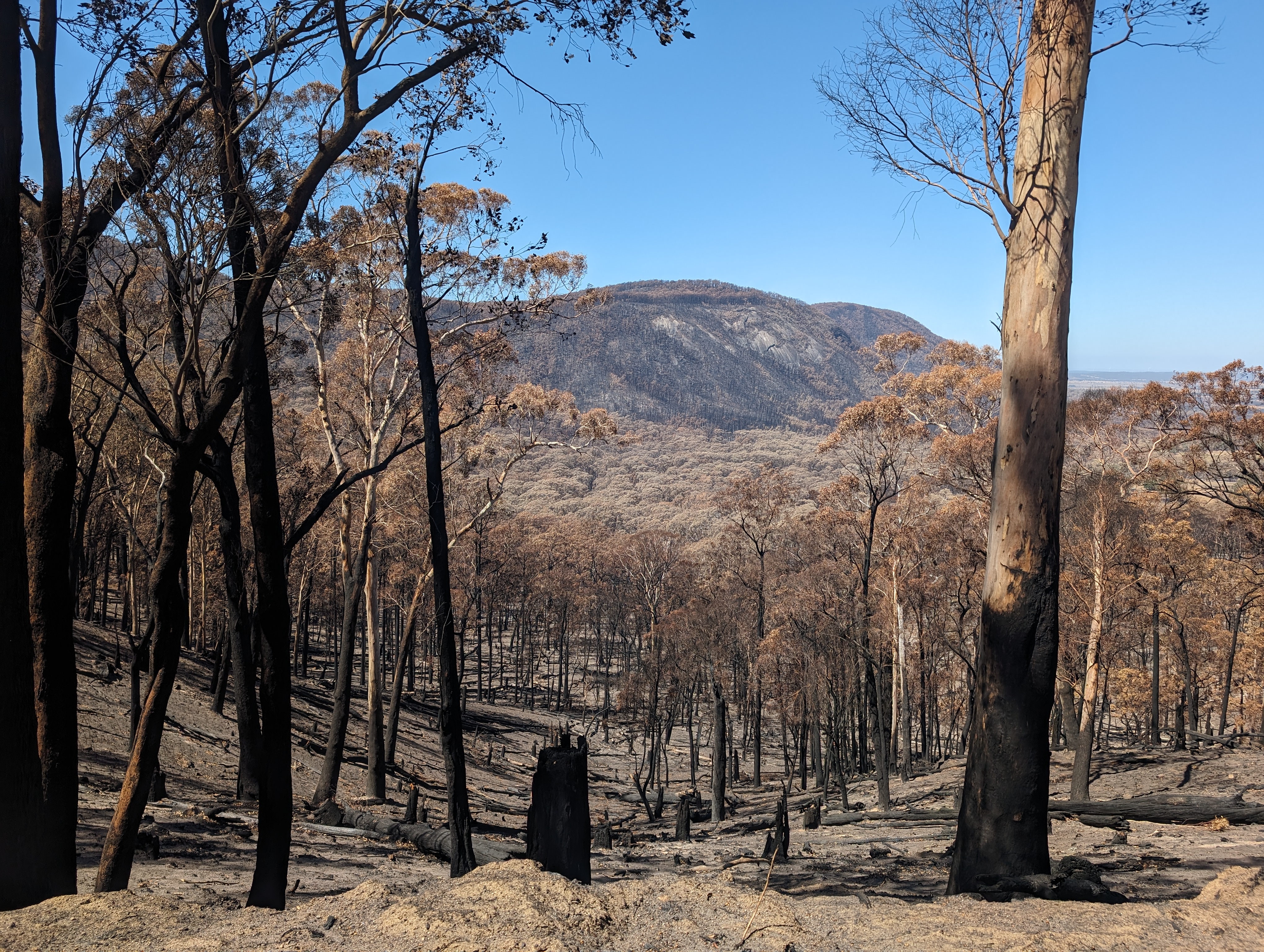 Photo showing the impact on a forest from a Victorian bushfire   